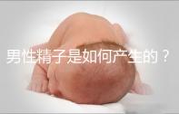 男性精子是如何產生的？
