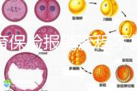 生育保險報銷流程不復雜，辦理地點不分地域異地可報銷