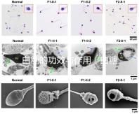 白糖的功效與作用（白糖的功效與作用及營養價值）