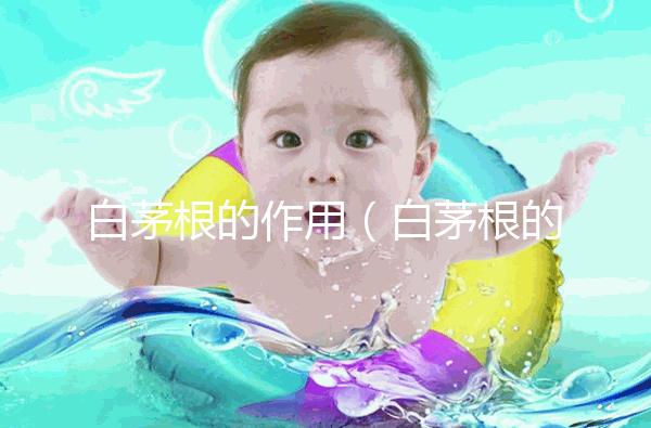 白茅根的作用（白茅根的作用和功能主治）