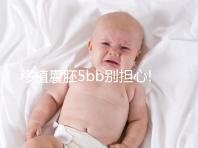 移植囊胚5bb別擔心!希望并非來自成功率,質(zhì)量奠定基礎(chǔ)