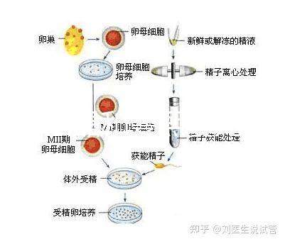 十月結晶和曼熙嬰兒浴盆誰好還不造，怎么換電池這篇文章說清楚