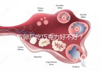 取卵后吃巧克力好不好？食用后的6大益處都在這