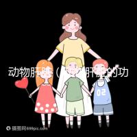 動(dòng)物肝臟（動(dòng)物肝臟的功效與作用）