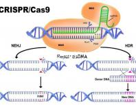 加班讓90后年輕人沒時間結(jié)婚生娃？網(wǎng)友：貧窮是避孕良方