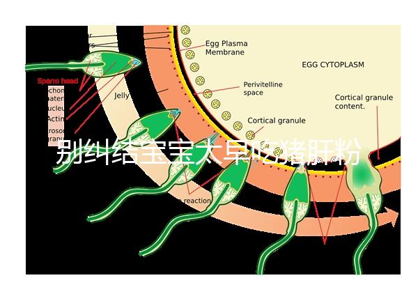 別糾結(jié)寶寶太早吃豬肝粉好不好了，先看可不可以吃最重要