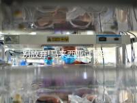 別放棄!馬來(lái)西亞試管嬰兒成功案例真不少,滿滿的正能量送給你