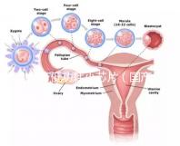 國產低功耗小芯片（國產低功耗小芯片有哪些）