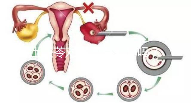 土茯苓對卵泡有影響嗎？可以調(diào)經(jīng)分析嗎？看完就清楚了