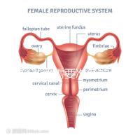 供精試管需要準備的資料一覽，除結婚證外這些也必不可少