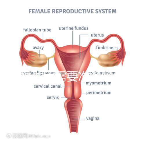 供精試管需要準(zhǔn)備的資料一覽，除結(jié)婚證外這些也必不可少