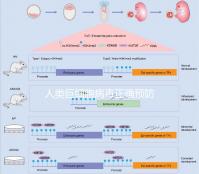 人類巨細(xì)胞病毒正確預(yù)防措施,10個月懷孕生子不是夢