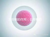 五苓散的作用（五苓散的作用與功效）