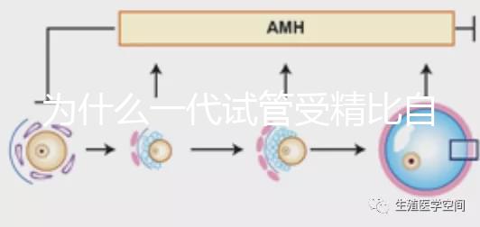 為什么一代試管受精比自然受精更解密？精子和卵子的質量只有一個