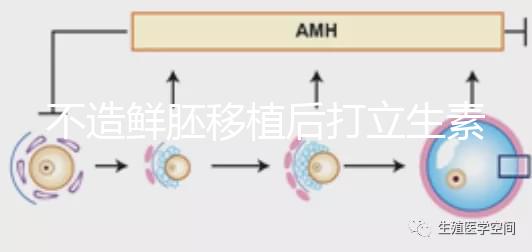 不造鮮胚移植后打立生素有無影響戳，過量小心不著床