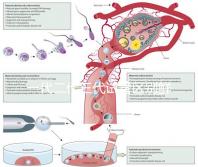 一代二代三代試管區(qū)別鮮胚（一代 二代 三代試管）