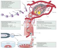 手術做試管嬰兒大概多少錢（手術做試管嬰兒大概多少錢啊）