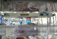 枸杞根煮青皮鴨蛋可不可以去胎毒看情況，32周吃作用不大