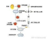 海藻功效與作用（中藥海藻治什么?。? /></div><tt draggable=
