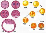 沈陽試管雙胞胎醫院排名速覽，60s告訴你皇姑區有哪些