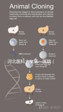 河北醫科大學第一醫院（河北醫科大學第一醫院擅長什么）