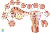 聊城人民醫(yī)院試管嬰兒成功率怎么樣，3大助孕案例告訴你答案