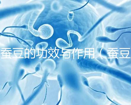 蠶豆的功效與作用（蠶豆的功效與作用及營養價值）