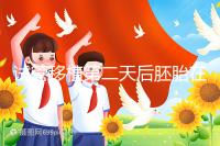 試管移植第二天后胚胎在干嘛！子宮內游走居無定所