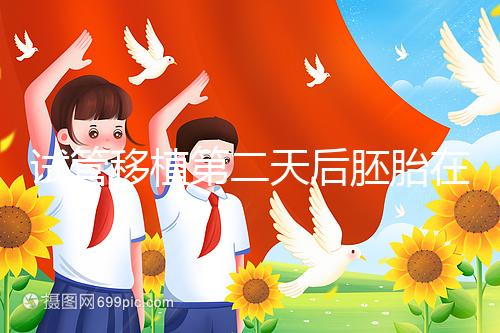 試管移植第二天后胚胎在干嘛！子宮內(nèi)游走居無定所