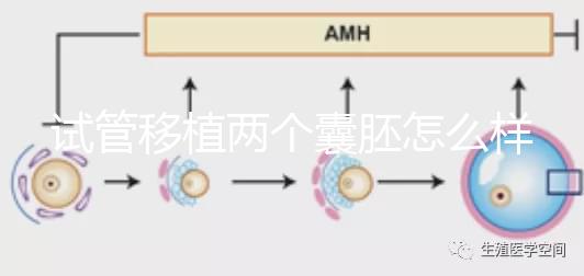 試管移植兩個囊胚怎么樣？成功率高嗎？