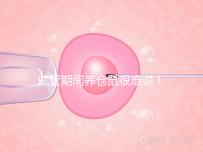 試管期間養倉鼠很難說！先了解對胎兒的影響再決定！