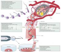 試管宮腔鏡效果（試管宮腔鏡效果怎么樣）