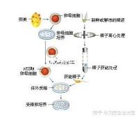 試管嬰兒移植手術(shù)疼嗎(試管失敗第二次收費(fèi)嗎)