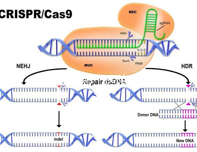 試管嬰兒哪個醫(yī)院成功率最高（西安做試管嬰兒哪個醫(yī)院成功率最高）