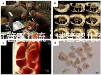 試管嬰兒流（試管嬰兒流程步驟與時(shí)間）