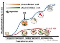 試管嬰兒失敗有黑幕？泰國杰特寧醫(yī)院騙局是謠言還是欺騙？