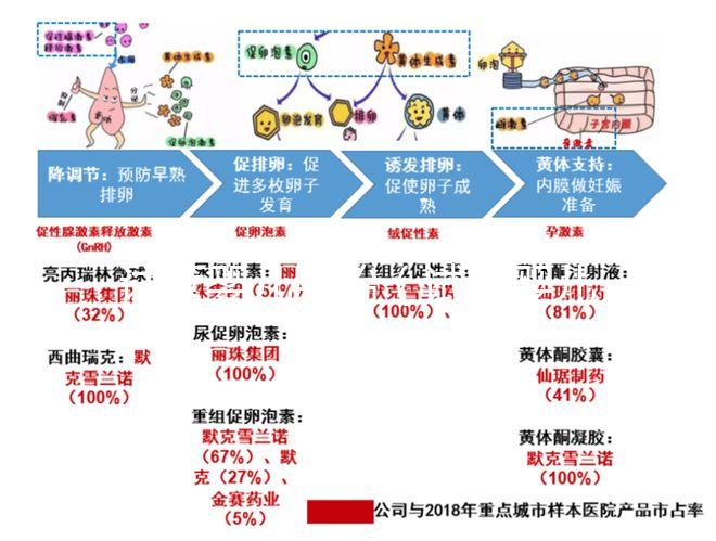 試管嬰兒胚胎（試管嬰兒胚胎培養(yǎng)需要多長時間）