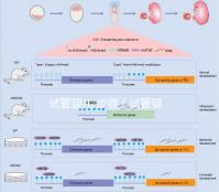 試管嬰兒 步驟（試管嬰兒步驟過(guò)程詳細(xì)時(shí)間）