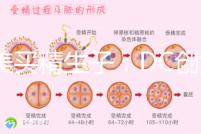 赴美買精生子:DC創(chuàng)始人葉海洋怒砸50萬生下五國混血兒