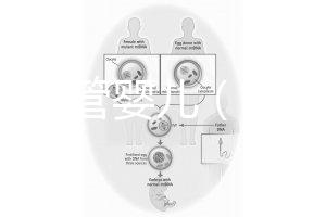 香港 試管嬰兒（香港試管嬰兒可以選擇性別么）