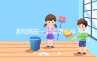 龍和狗在一起會(huì)怎么樣？相沖可以這樣解決