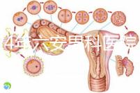 2024年六安男科醫(yī)院排名發(fā)布，裕安哪個(gè)好文件告訴答案